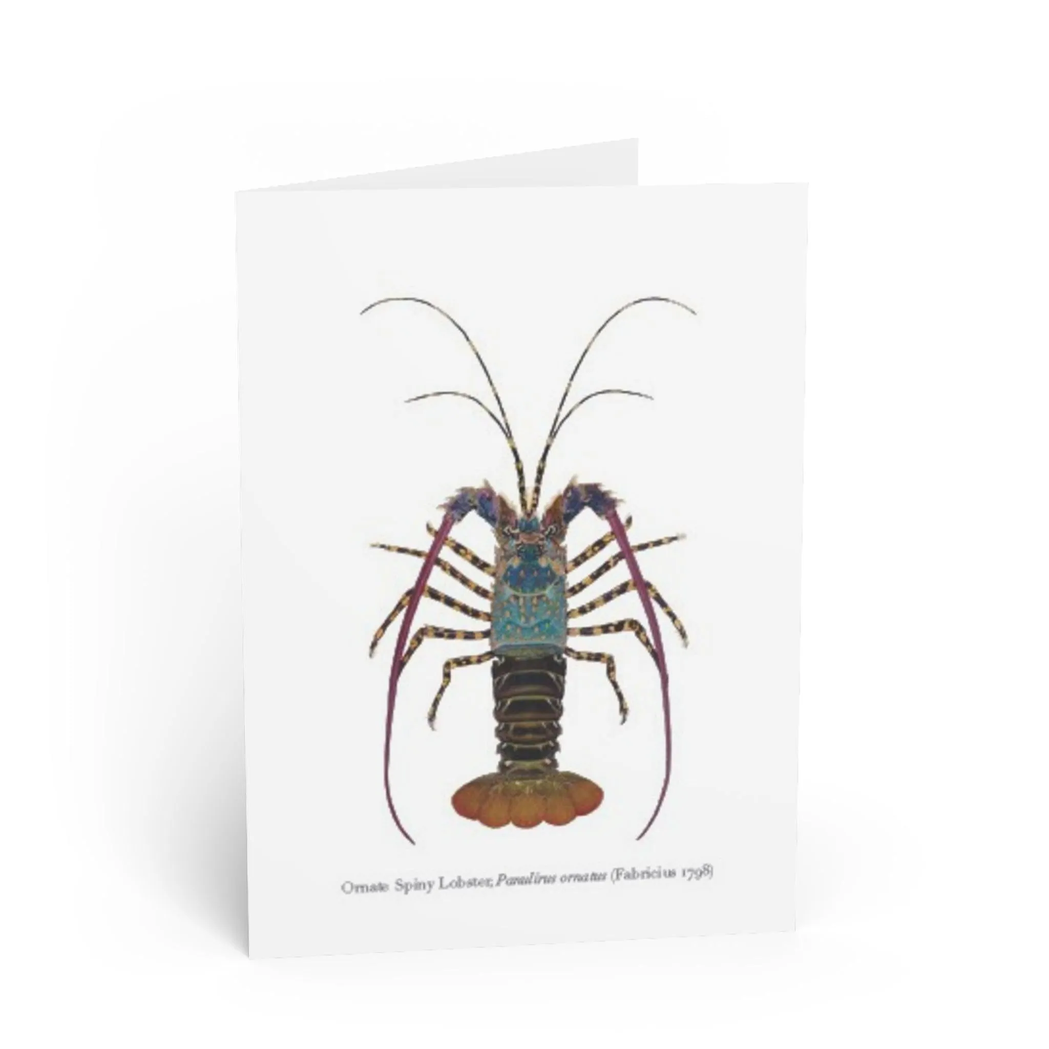 Ornate Spiny Lobster (version 2) Greeting Card