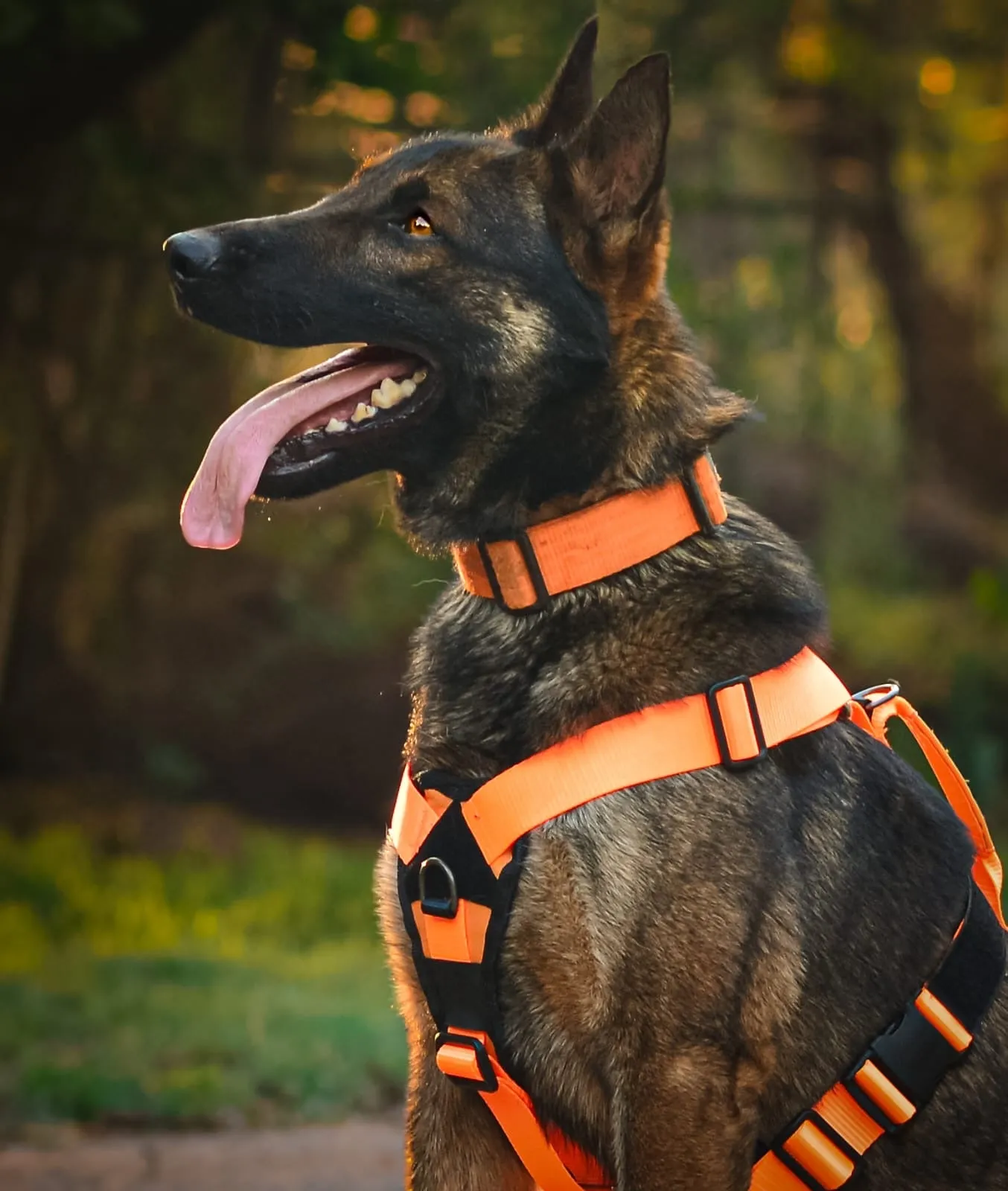 War Dog Seeker Harness